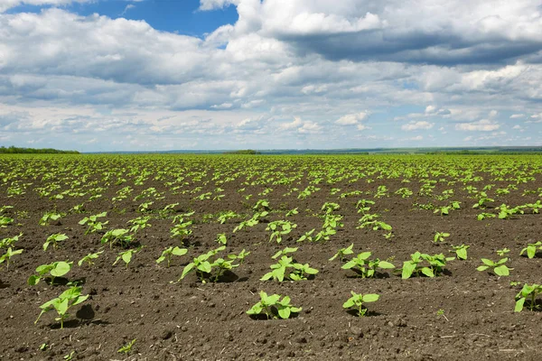 Campo Agrícola Com Brotos Jovens Plantas Verdes Solo Preto Céu — Fotografia de Stock