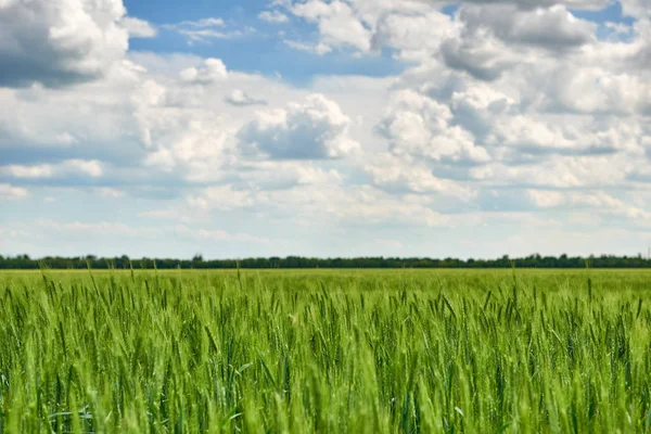 Genç buğday filizi, siyah toprak ve güzel gökyüzü yeşil bitkiler ile tarım alanı