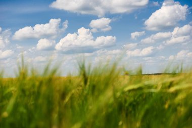 Genç buğday alan closeup arka plan, parlak güneş, güzel yaz yatay olarak