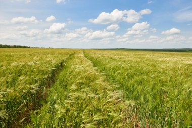 Genç buğday alan arka plan, parlak güneş, güzel yaz yatay olarak