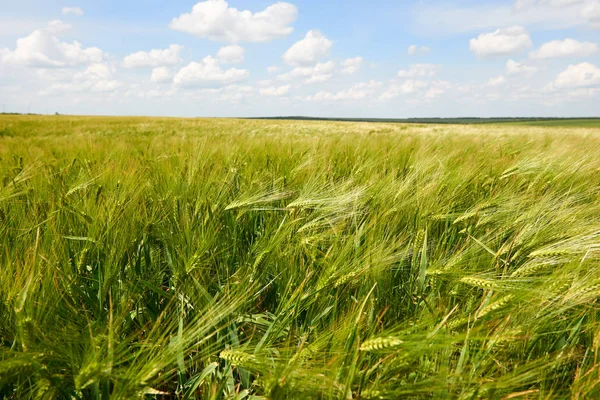 Young Wheat Field Closeup Background Bright Sun Beautiful Summer Landscape — Stock Photo, Image