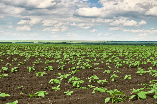 Campo Agrícola Com Brotos Jovens Plantas Verdes Solo Preto Céu — Fotografia de Stock