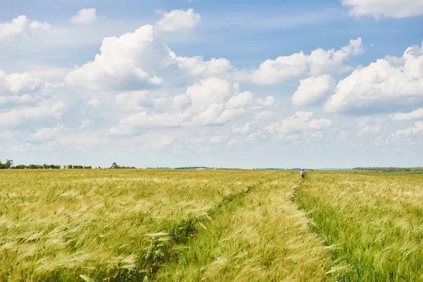 Campo Trigo Jovem Como Fundo Sol Brilhante Bela Paisagem Verão — Fotografia de Stock