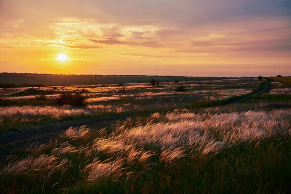 Hermoso Atardecer Está Campo Flores Silvestres Hierba Luz Del Sol — Foto de Stock