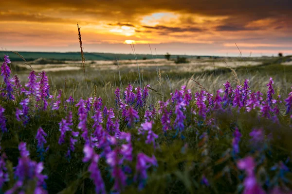 美しい夕日は フィールド 野生の花 太陽光や暗い雲 — ストック写真
