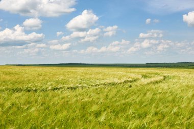Genç buğday alan arka plan, parlak güneş, güzel yaz yatay olarak