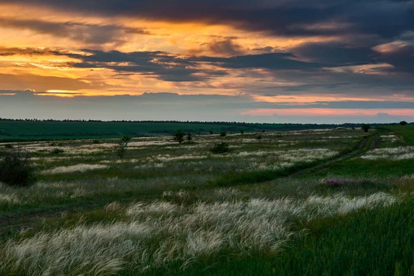 Красивый Закат Поле Дикие Цветы Трава Солнечный Свет Темные Облака — стоковое фото