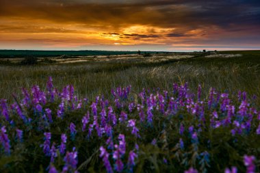 alan, kır çiçekleri ve çim, güneş ışığı ve kara bulutlar güzel gün batımını olduğunu