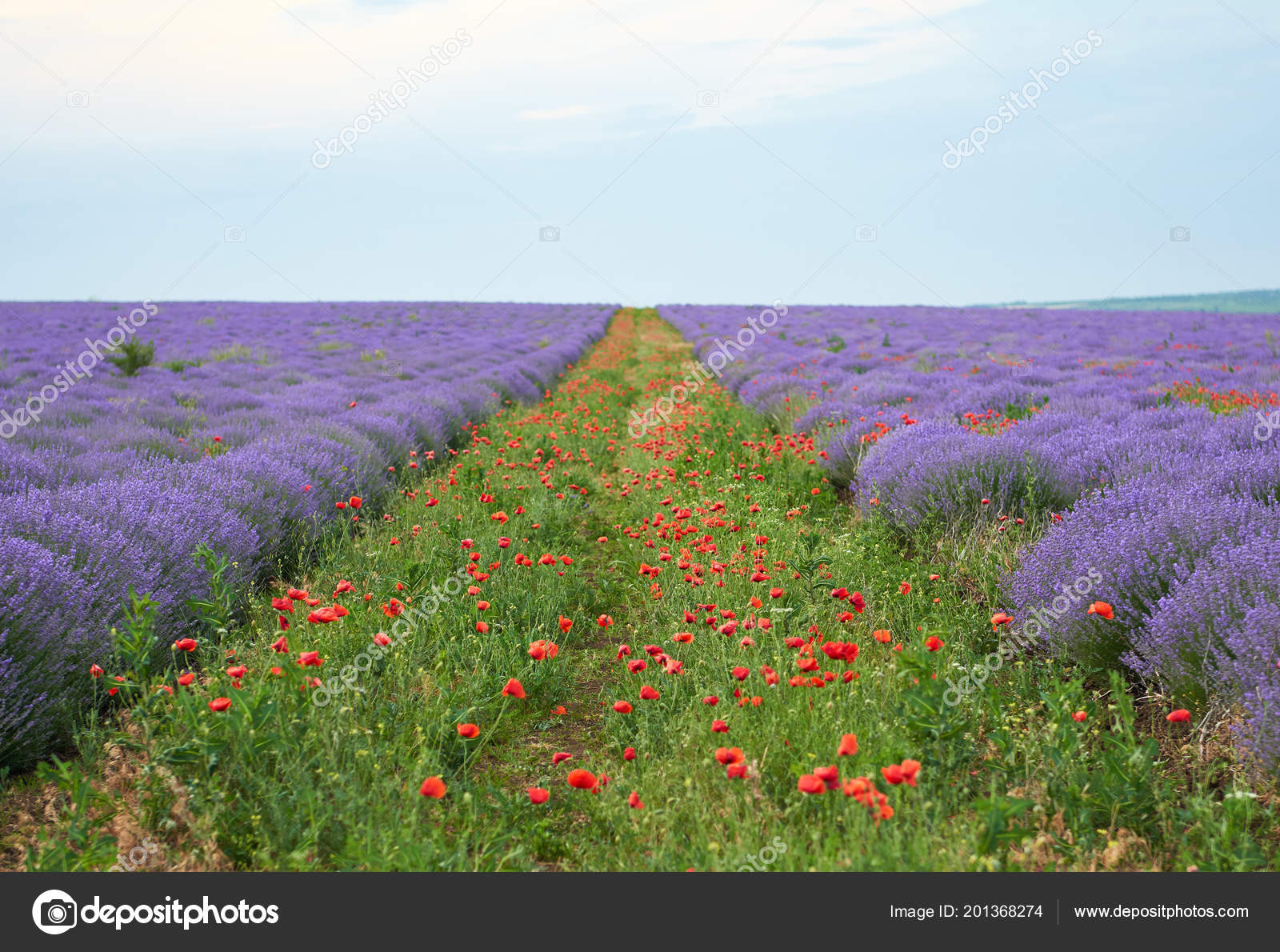ラベンダー畑とポピーの花 美しい夏の風景 ストック写真 C Soleg ラベンダー畑とポピーの花 美しい夏の風景 ストック写真 C Soleg