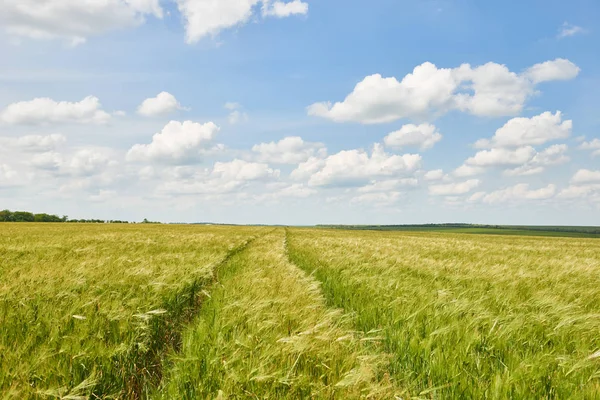 Junges Weizenfeld Als Hintergrund Strahlende Sonne Schöne Sommerlandschaft — Stockfoto
