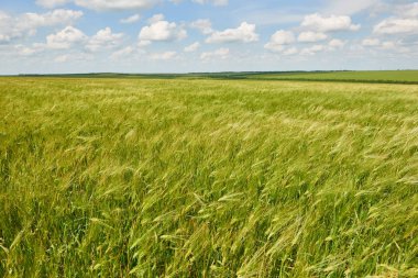 Genç buğday alan arka plan, parlak güneş, güzel yaz yatay olarak