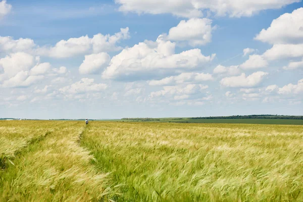 Genç Buğday Alan Arka Plan Parlak Güneş Güzel Yaz Yatay — Stok fotoğraf