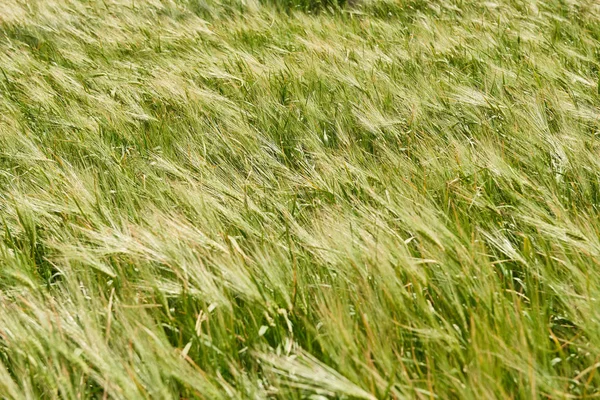 Mladá Pšenice Pole Jako Pozadí Zářivé Slunce Krásné Letní Krajina — Stock fotografie
