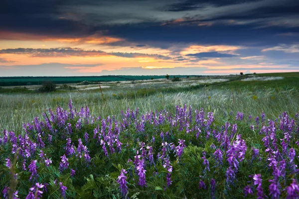 alan, kır çiçekleri ve çim, güneş ışığı ve kara bulutlar güzel gün batımını olduğunu