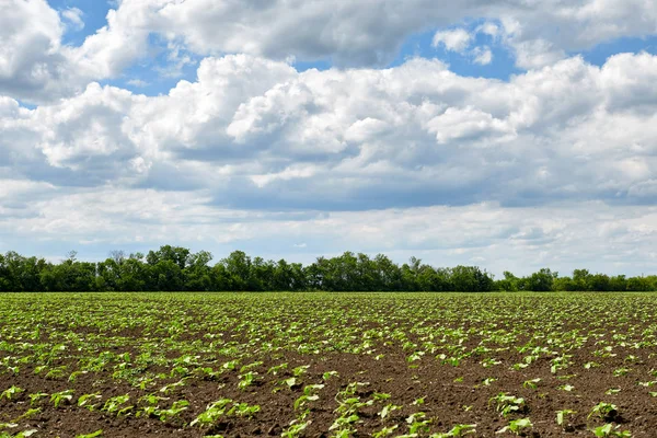 Campo Agrícola Com Brotos Jovens Plantas Verdes Solo Preto Céu — Fotografia de Stock