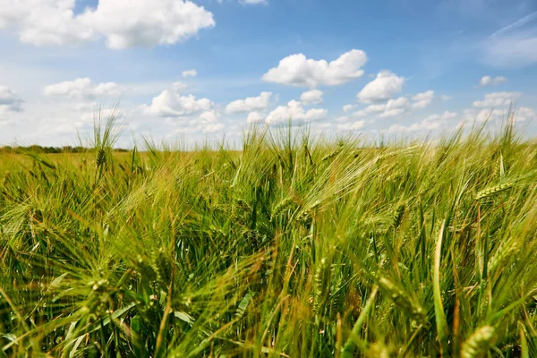 Young Wheat Field Closeup Background Bright Sun Beautiful Summer Landscape — Stock Photo, Image