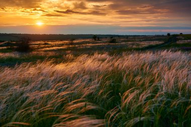 alan, kır çiçekleri ve çim, güneş ışığı ve kara bulutlar güzel gün batımını olduğunu