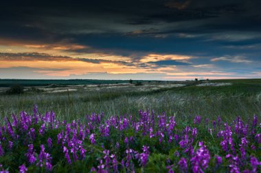 alan, kır çiçekleri ve çim, güneş ışığı ve kara bulutlar güzel gün batımını olduğunu