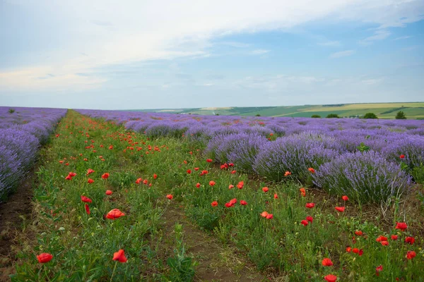 Campo Lavanda Com Flores Papoula Bela Paisagem Verão — Fotografia de Stock