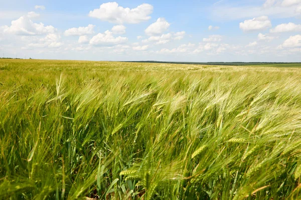 Young Wheat Field Closeup Background Bright Sun Beautiful Summer Landscape — Stock Photo, Image
