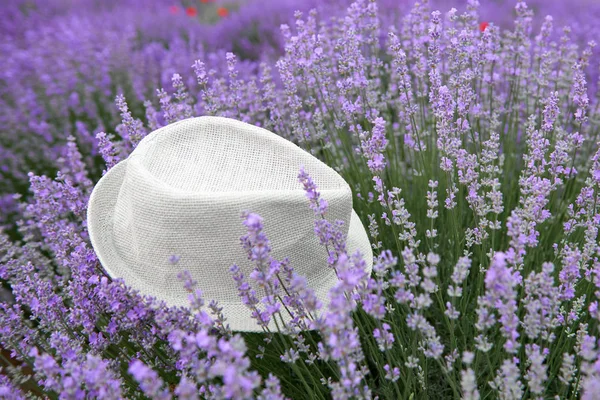 Cappello Sul Cespuglio Fiori Lavanda Bellissimo Paesaggio Estivo Con Fiori — Foto Stock