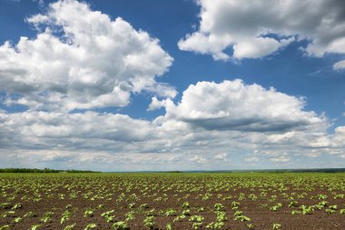 genç filizi, yeşil bitkiler üzerinde siyah toprak ve güzel gökyüzü ile tarım alanı
