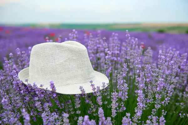 Chapéu Está Arbusto Flores Lavanda Bela Paisagem Verão Com Flores — Fotografia de Stock