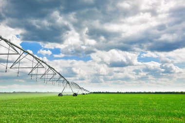 Sulama tarımsal alan genç lahanası ile siyah toprak ve güzel gökyüzü yeşil bitkiler sulama makinesi