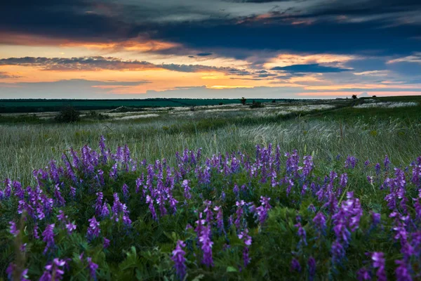 Vacker Solnedgång Fältet Vilda Blommor Och Gräs Solljus Och Mörka — Stockfoto