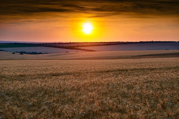 Krásný Západ Slunce Poli Whetaen Barevné Obloha Mraky — Stock fotografie