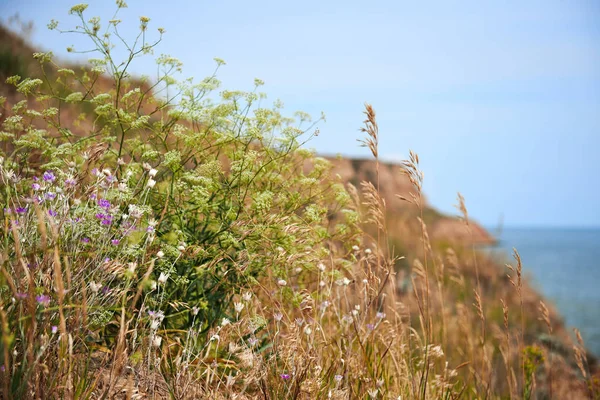 Blommor Höga Kusten Havet Vackra Sommarlandskap Resa Koncept — Stockfoto