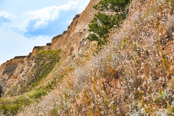 deniz, güzel manzara, çimenler ve ağaçlar, yaz seyahat kavramı tarafından yüksek kıyısındaki kır çiçekleri