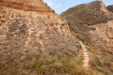güzel yaz manzara, deniz kenarında yüksek kıyısındaki kır çiçekleri kavramı seyahat