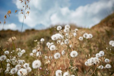 Dandelions yüksek tepe, mavi gökyüzü arka plan, güzel manzara, yaz konsepti seyahat