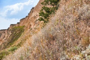 deniz, güzel manzara, çimenler ve ağaçlar, yaz seyahat kavramı tarafından yüksek kıyısındaki kır çiçekleri