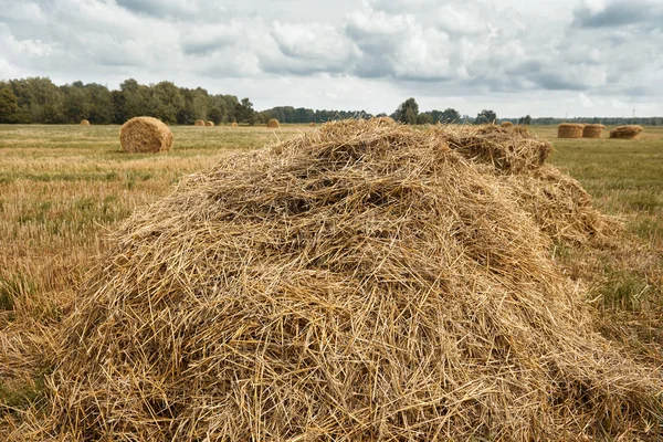 Haystacks Summer Field Beautiful Landscape — Stock Photo, Image