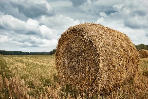 Haystacks Summer Field Beautiful Landscape — Stock Photo, Image