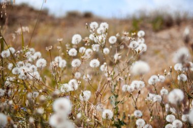 Dandelions gökyüzü arka plan, güzel manzara, yaz konsepti seyahat