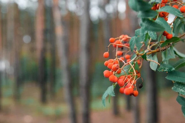 Красные Ягоды Сосновом Лесу Фон Красивый Дикий Природный Ландшафт — стоковое фото