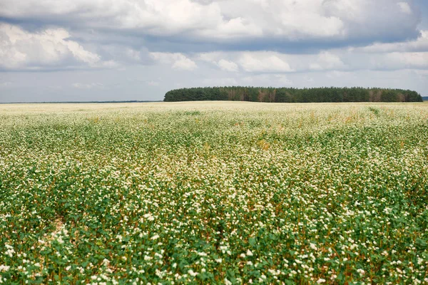 Champ Fleurs Sarrasin Fleuri Forêt Loin Horizon Beau Ciel Lumineux — Photo