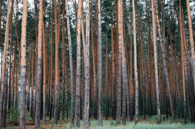 çam ormanları güzel bir zemin olarak ve vahşi doğa manzara
