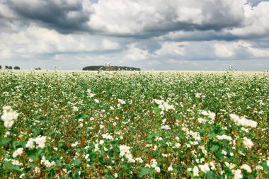 çiçek alan, çiçekli buğday ve uzak ufukta güzel parlak gökyüzü bulutlu, güzel yaz manzara orman