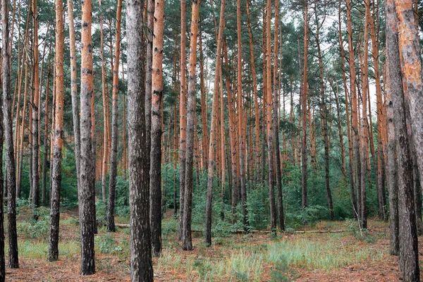 Pinhal Como Pano Fundo Bela Selvagem Paisagem Natureza — Fotografia de Stock