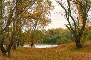 güzel sonbahar manzara, ormanda sarı yaprak