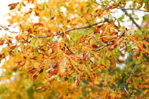 Beautiful Autumn Landscape Yellow Leaves Forest — Stock Photo, Image