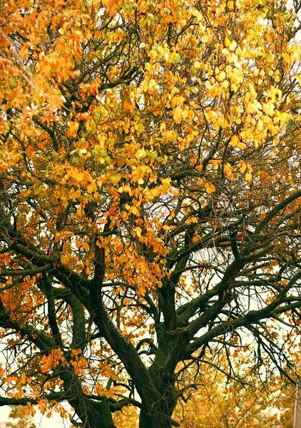 美しい秋の風景 森を紅葉します — ストック写真