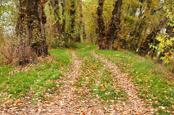 Красивий Осінній Пейзаж Жовте Листя Земляна Дорога Лісі — стокове фото