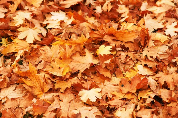 Gelbe Blätter Auf Grünem Gras Als Hintergrund Schöne Herbstlandschaft — Stockfoto
