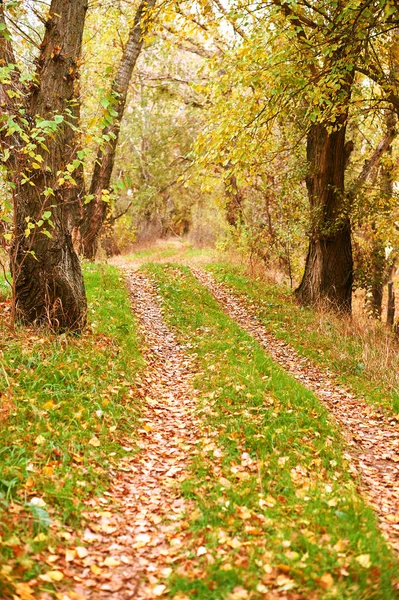 Красивый Осенний Пейзаж Желтые Листья Грунтовые Дороги Лесу — стоковое фото
