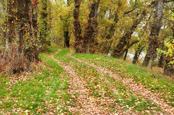 Όμορφο Φθινοπωρινό Τοπίο Κίτρινα Φύλλα Και Έδαφος Δρόμο Στο Δάσος — Φωτογραφία Αρχείου